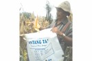 Petani Resah, Harga Jagung di Karo Rp 1.400 per Kg