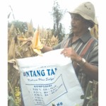 panen jagung