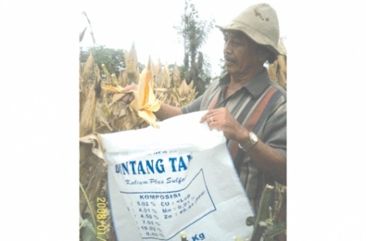 #htmlcaption_2116 Petani Resah, Harga Jagung di Karo Rp 1.400 per Kg